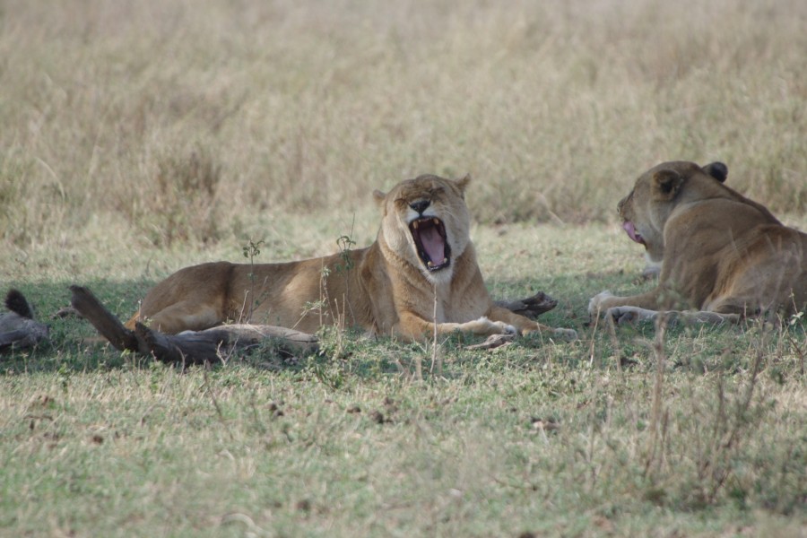 Selous and Zanzibar safari