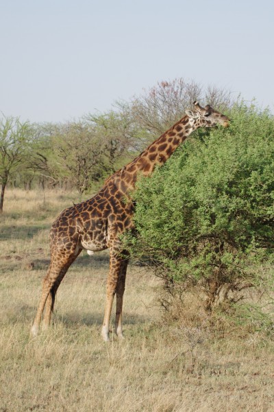 Selous and Zanzibar safari