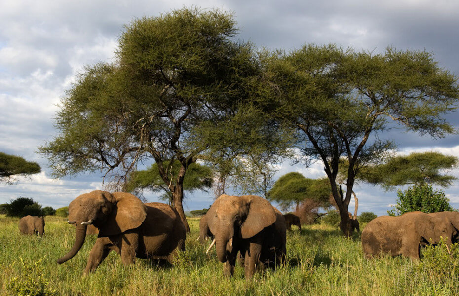 4 Days 3 Nights Northern Tanzania, Budget Safari